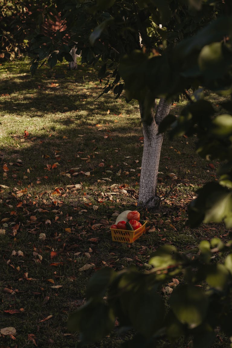 A basket of apples sits under a tree in an autumn orchard, surrounded by fallen leaves.