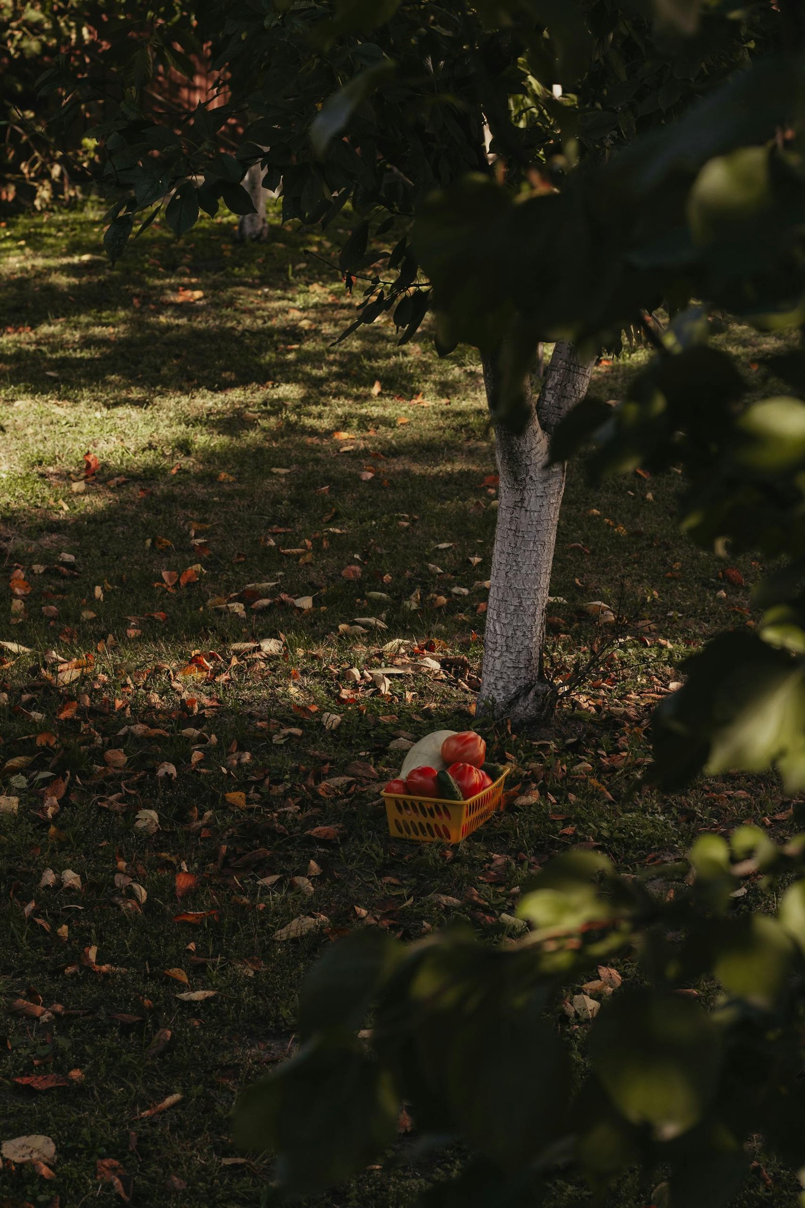 A basket of apples sits under a tree in an autumn orchard, surrounded by fallen leaves.