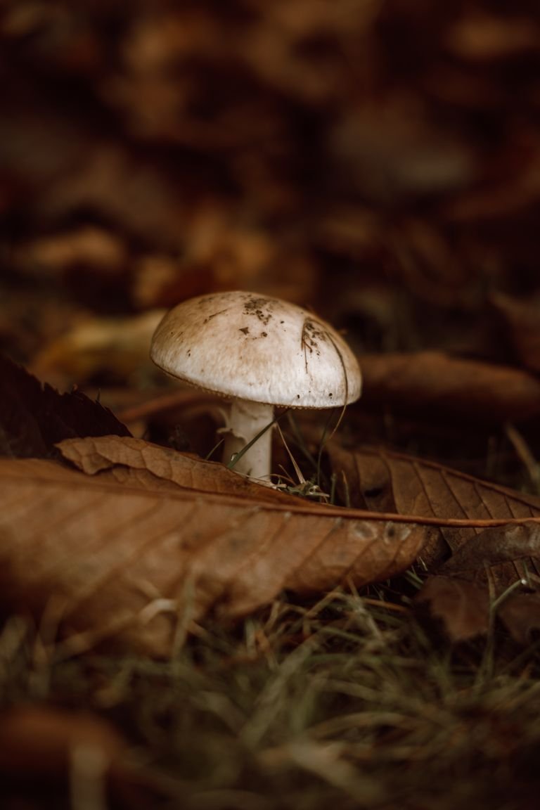 Les champignons et les arbres