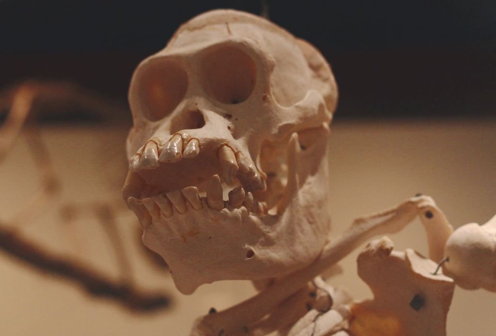 A detailed close-up of a monkey skull in a museum exhibit showcasing its anatomical features.