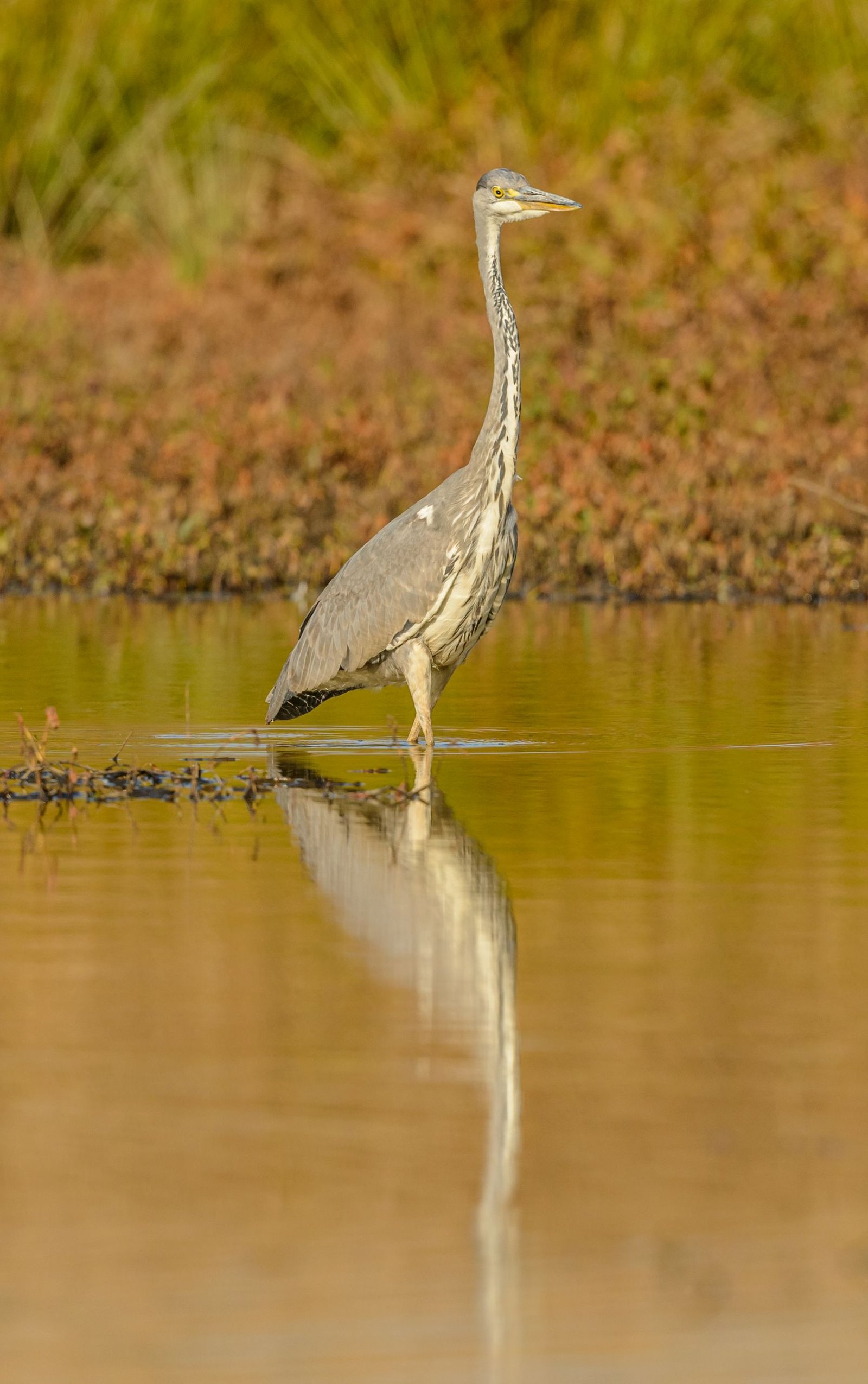 A heron stands gracefully in a marsh, reflecting in the water, during daylight.