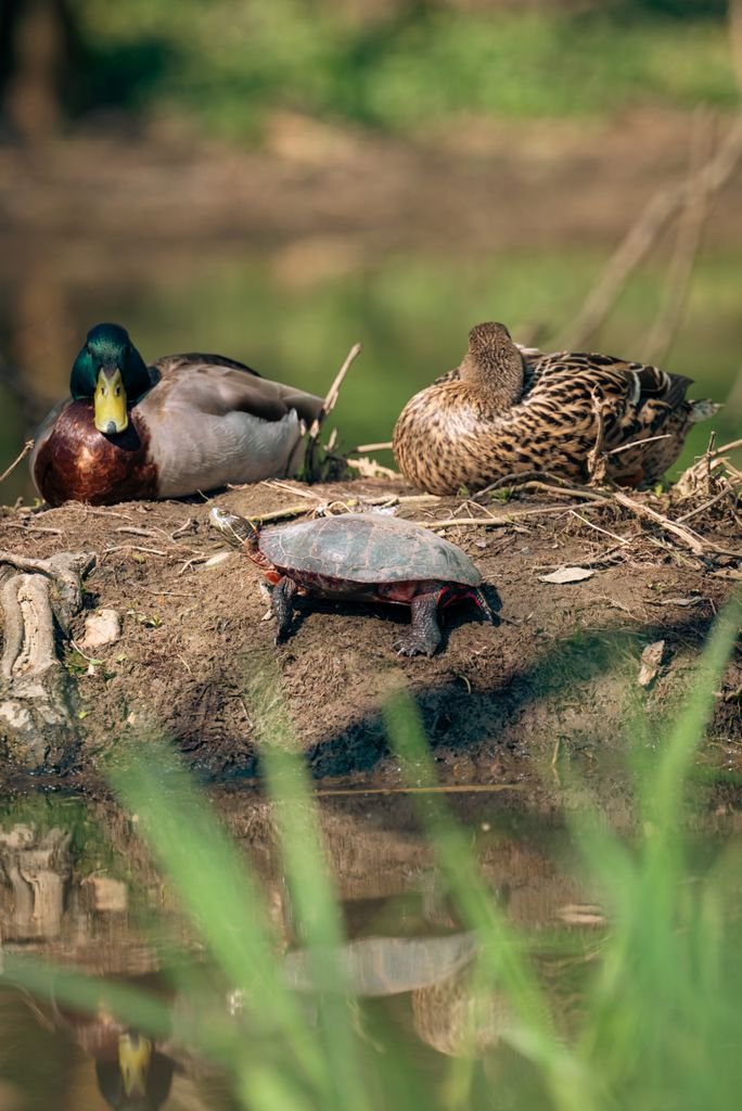 A serene scene of two ducks and a turtle by the lake shore, basking in daylight.