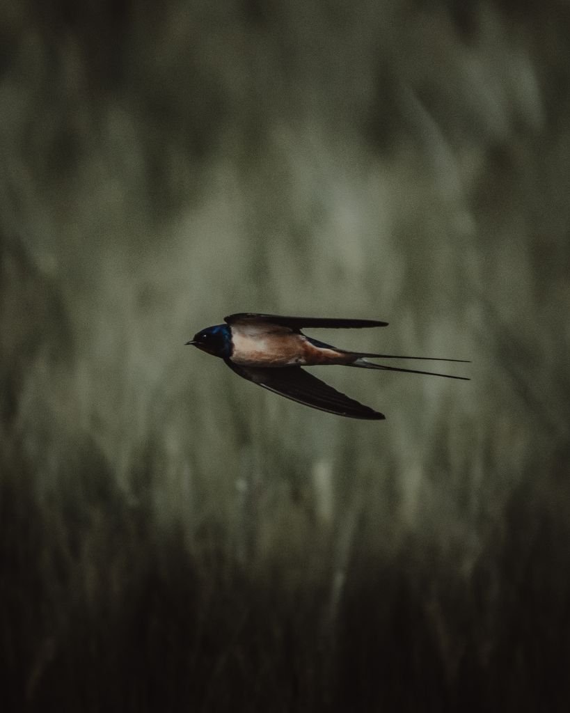 A swallow bird elegantly flying across a blurred green background, capturing nature's grace.