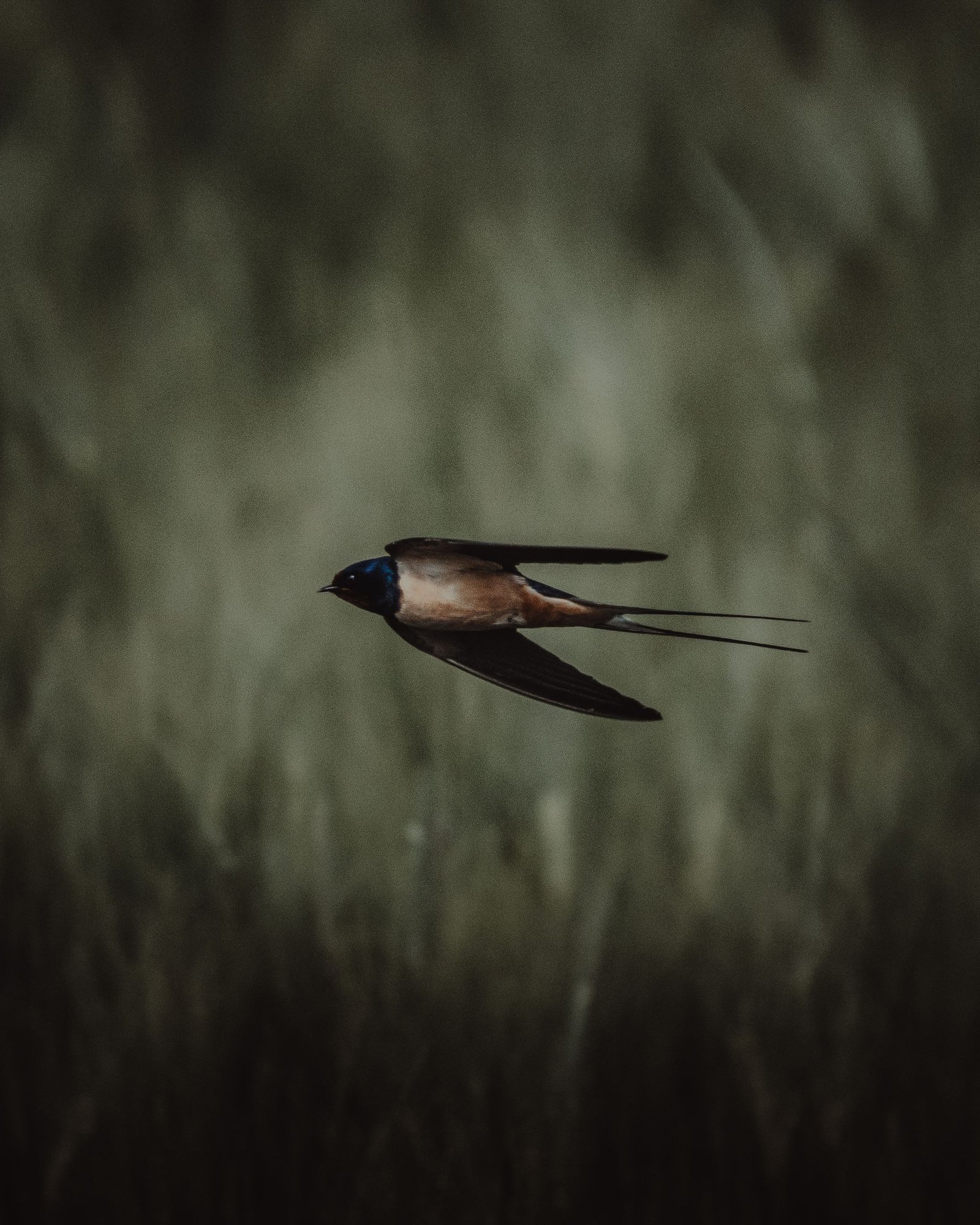 A swallow bird elegantly flying across a blurred green background, capturing nature's grace.