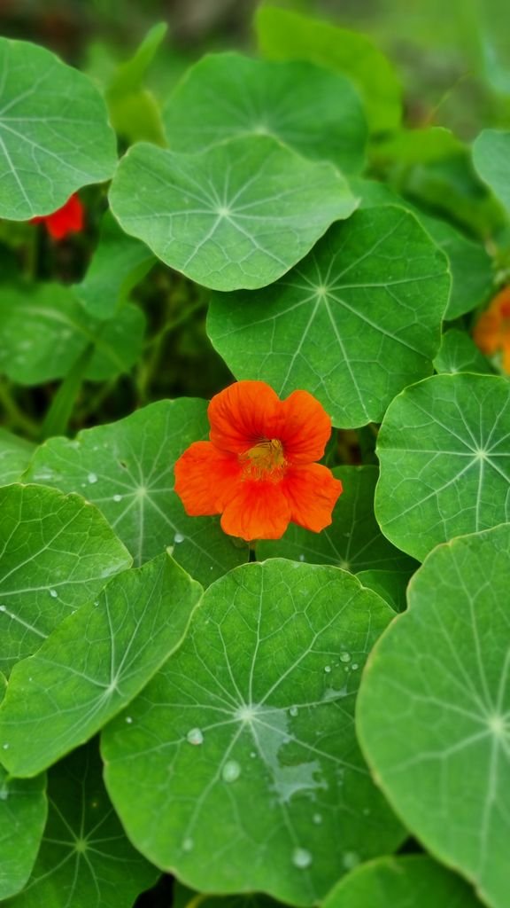 Bright orange Tropaeolum majus amidst lush green leaves in Montenegro, Brazil garden.