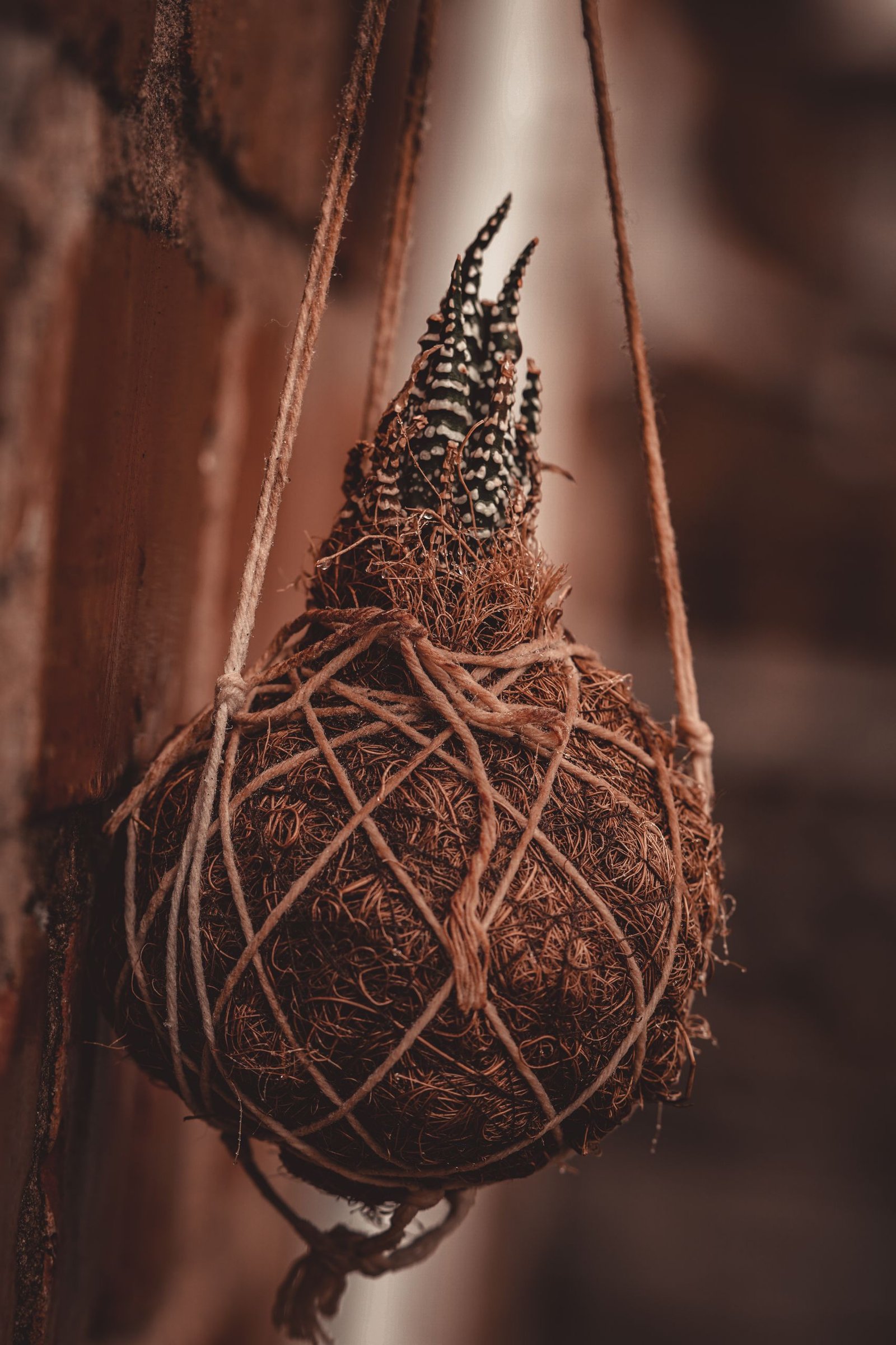 Close-up of a decorative hanging plant with a rustic texture, adding natural charm to interior spaces.