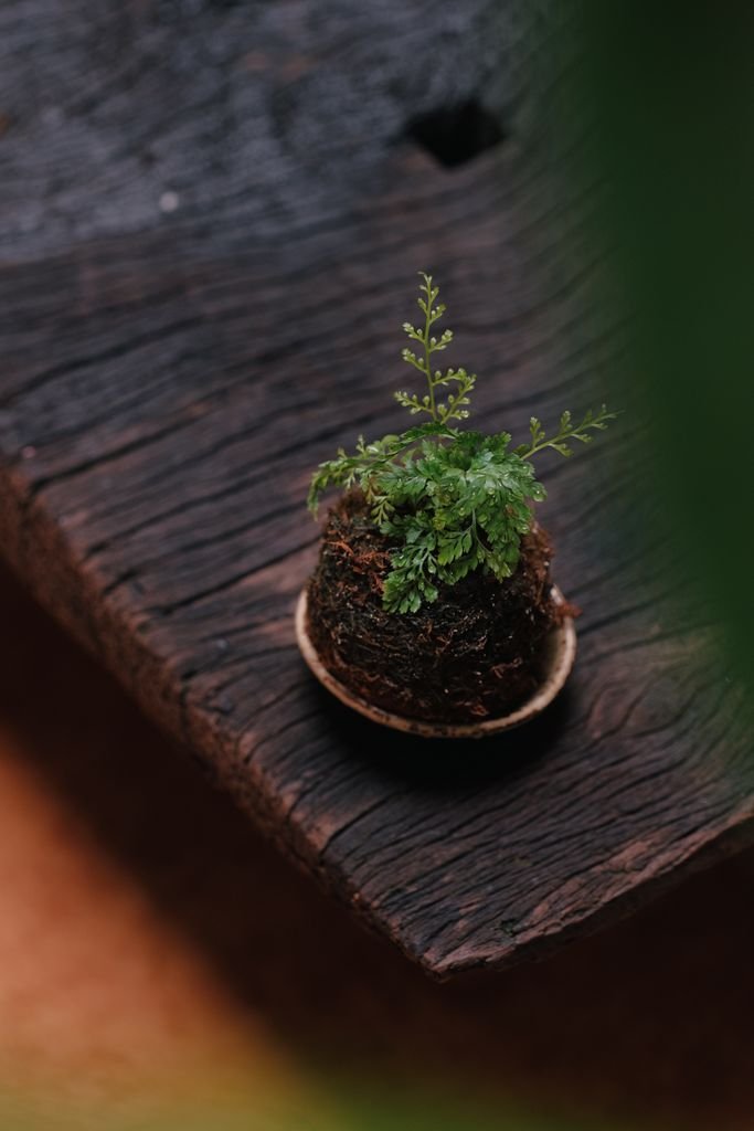 Close-up of a small fern plant on a textured wooden table. Ideal for nature and decor themes.