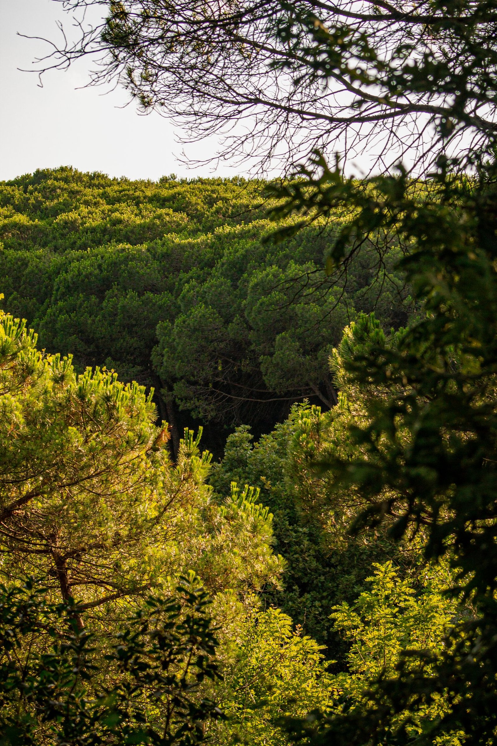 Vibrant summer forest with dense green foliage creating a serene woodland scene.