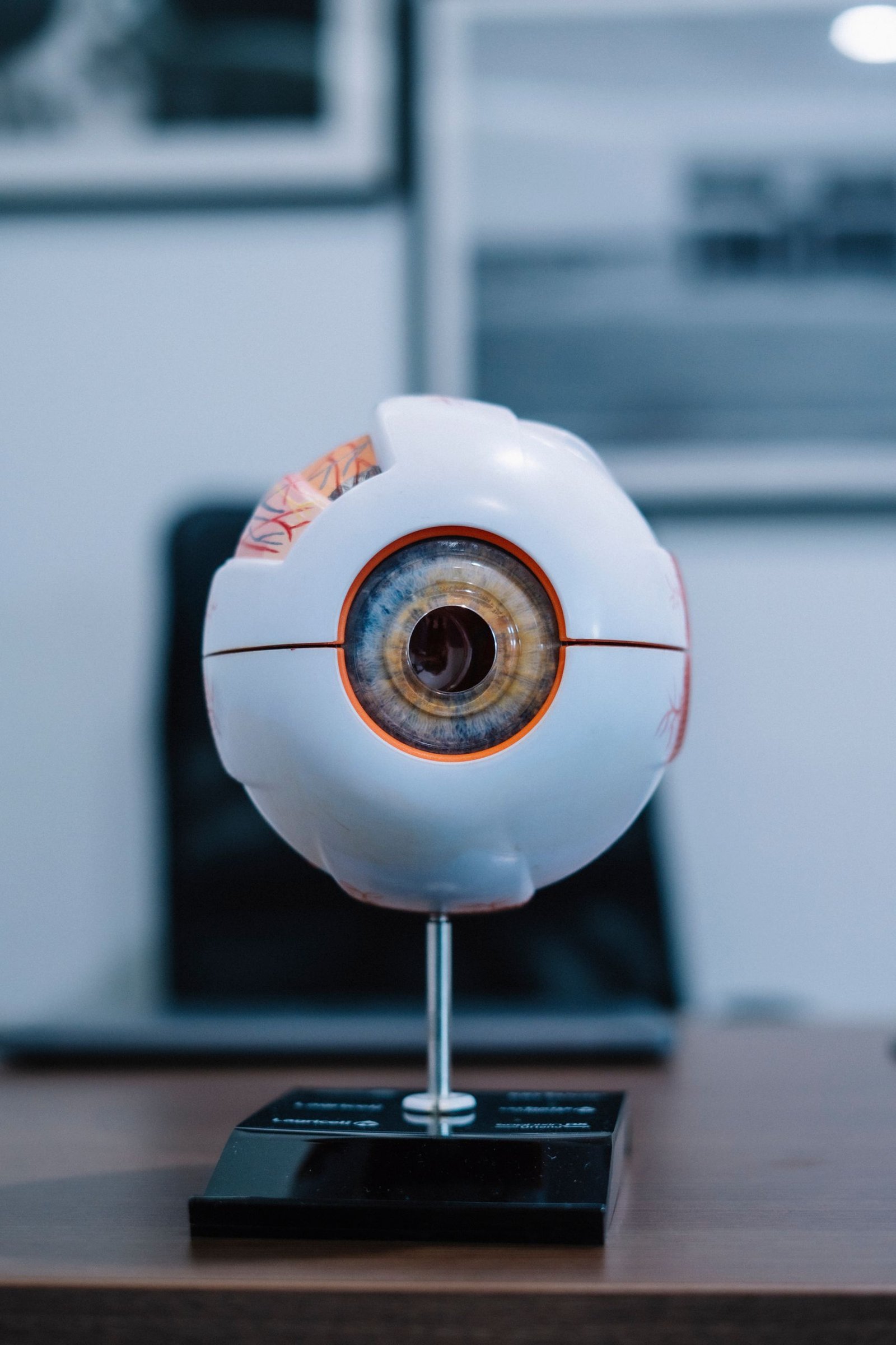 Detailed anatomical eye model displayed indoors on a desk in an educational setting.